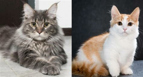 Maine coon munchkin mix. Things To Know About Maine coon munchkin mix. 